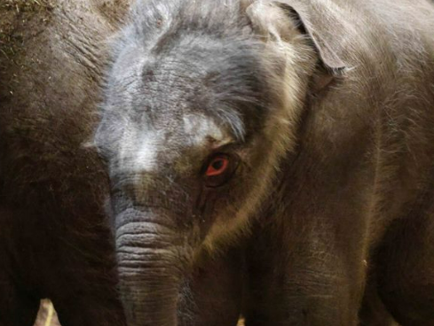 Twee nieuwe Aziatische olifantjes in Artis