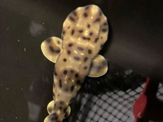 Waarom kunnen haaien zichzelf voortplanten?