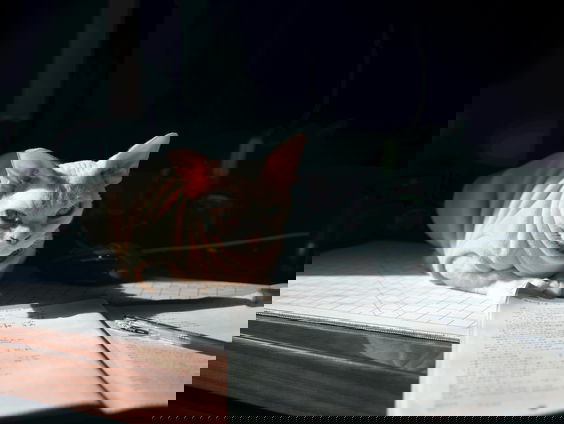 Sphynxkatliefhebber Yvonne over het einde van het fokken van het ras