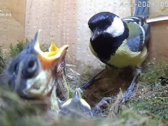 De Jaargetijden: meekijken met vogels in Beleef de Lente