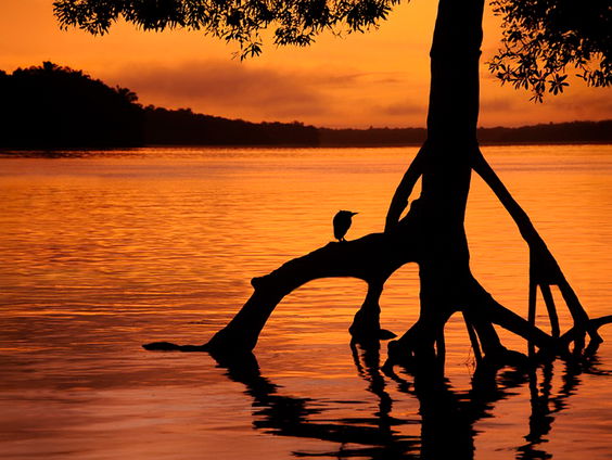 Groene toekomst van Suriname na 50 jaar onafhankelijkheid
