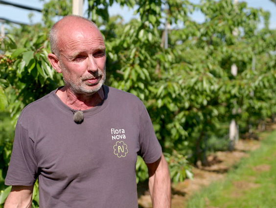 De suzuki-fruitvlieg bedreigt de kersenteelt