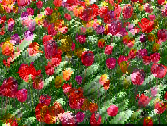 Annelies brouwt bier van tulpen