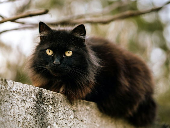 Moeten katten aan banden worden gelegd om de natuur te beschermen?