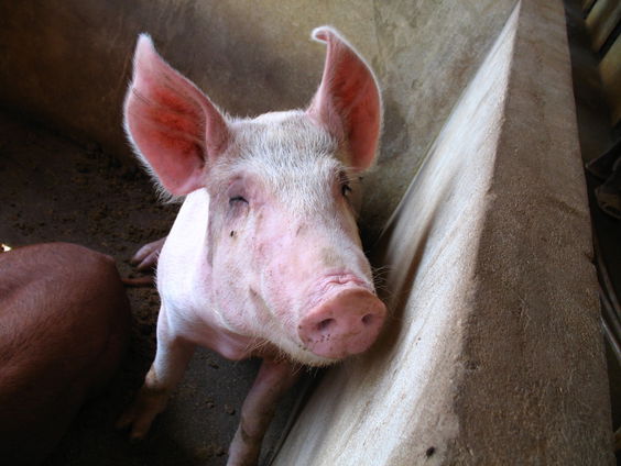 Stinkende stallen: Land van Cuijk zoekt naar een oplossing