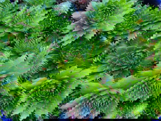 Moestuinman Simon: "Sedumdaken zijn belangrijk voor de natuur"