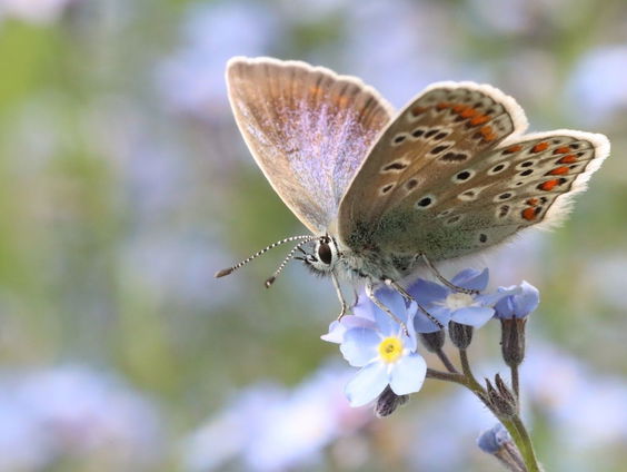 Stel in het natuurbeheer de vrijheid van organismen centraal