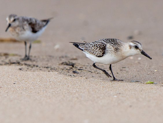 Vogels op het Wad: Bescherm wat je bewondert