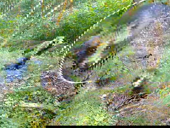 Enorme opmars van wasbeerhonden in Nederland