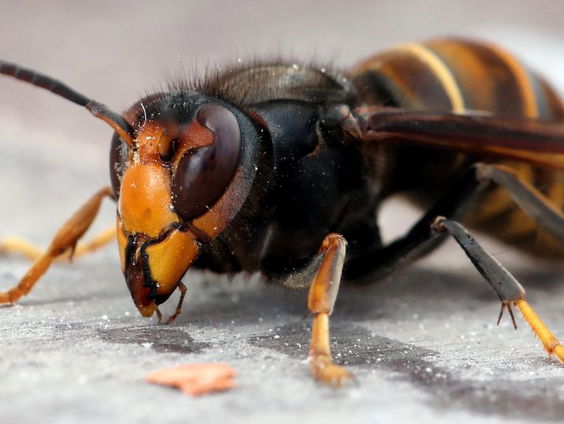 Huis van gezin in Breda belegerd door Aziatische hoornaars