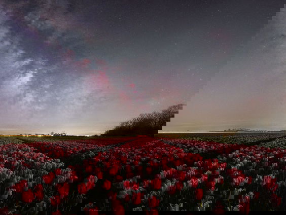 Keukenhof opent voor het eerst in het donker haar deuren
