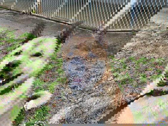 Dé oplossing voor dierenasiels