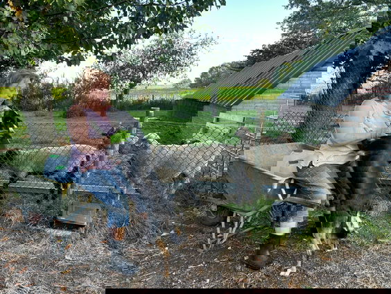 Problemen voor schapenhouders stapelen zich op