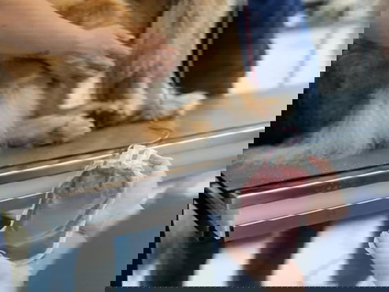 Bloeddonatiedagen voor honden en katten