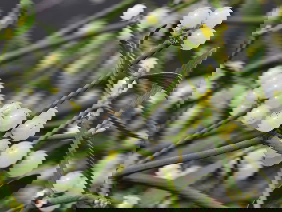 In Moergestel wordt 'The Mistletoe', oftewel de meretak, gekweekt.