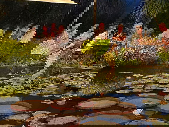 Zeldzame waterlelie staat voor héél even in bloei