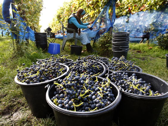 De Jaargetijden: Wijnoogst