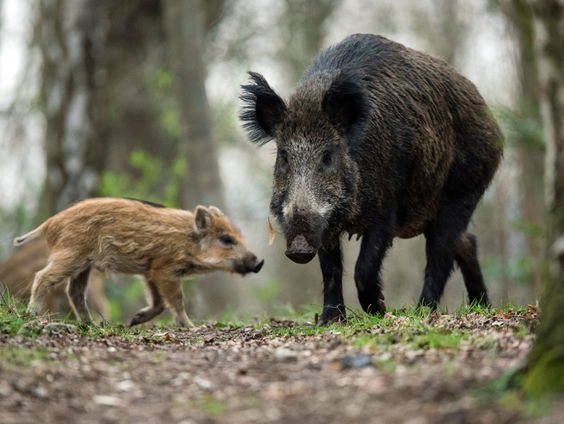 De Jaargetijden: Wilde zwijnen