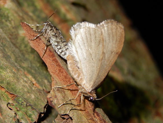 De Jaargetijden: Wintervlinders