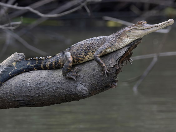Meer dan 700 nieuwe diersoorten ontdekt in Centraal Afrika
