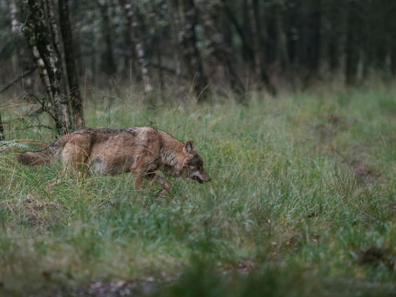 Wie is eigenlijk de baas over de wolf?