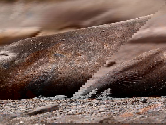 ook zeeolifanten niet veilig voor de vogelgriep