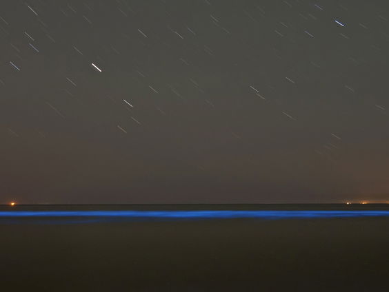 's Avonds naar het strand, dan spot je misschien zeevonk