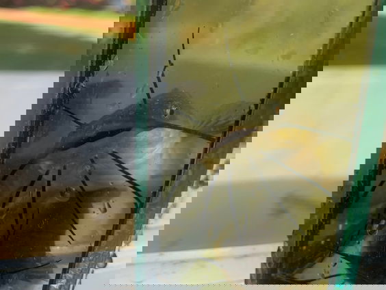 Zwarte dwergmeerval mogelijk volgende invasieve exoot