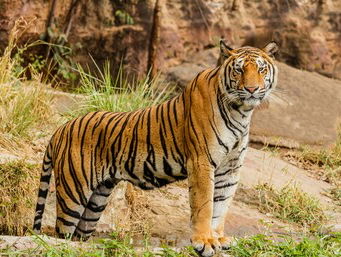 Natuurclubs waarschuwen voor gebruik bedreigde dieren in traditionele medicijnen