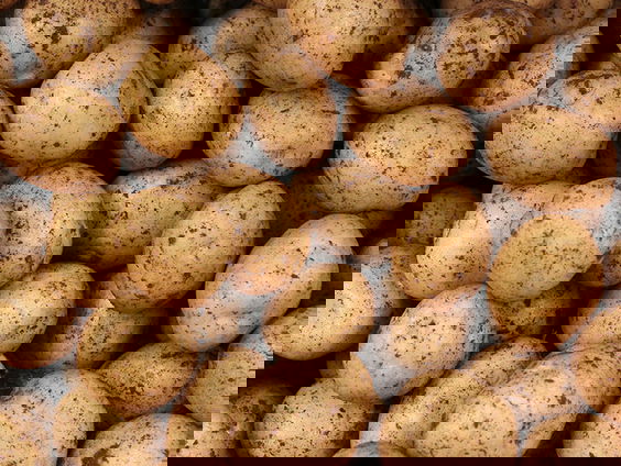 Voedzaamheid gewassen neemt af door toename van CO2