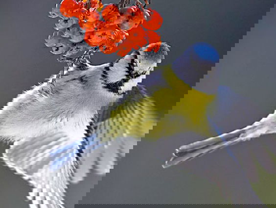 Pimpelmezentsunami: wel vijftigduizend pimpelmezen vlogen over!