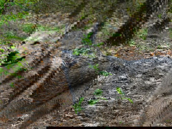 Is de uitgestorven reuzenwolf weer tot leven gewekt?