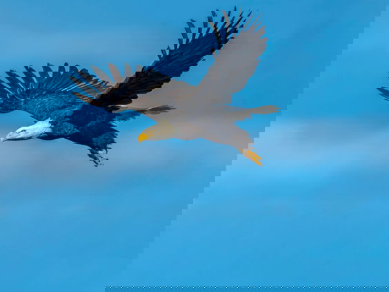 Amerikaanse zeearenden ringen met het Mi'kmaq volk