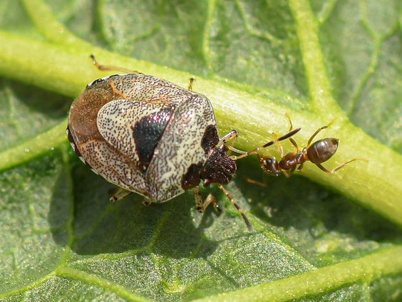 Column Midas Dekkers: de insecteneter