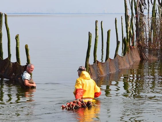 De laatste ansjovisvissers van de Oosterschelde