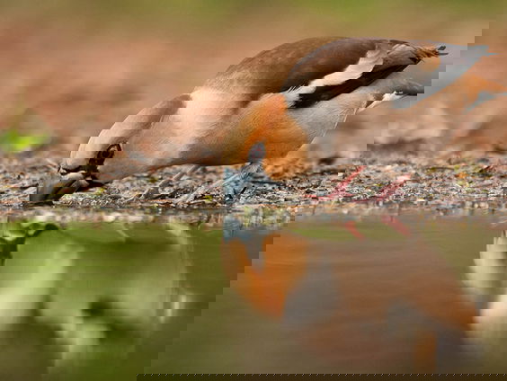 Komt jouw vijver in Beleef de Lente? Meld je aan!