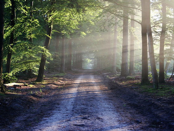 Eindhovense klimaatburgemeester gaat in hongerstaking voor bomen