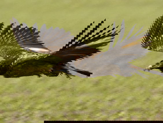 Paartje baardgieren moet voor nageslacht gaan zorgen