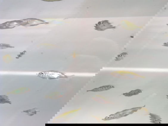 Onderzoekers laten stekelbaarzen los in kunstmatige rivier