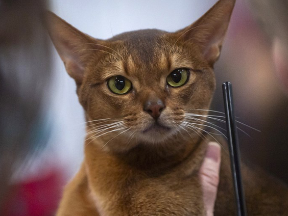 Wouter van Herwaarden over de tentoonstelling 'Schattig en Kattig'