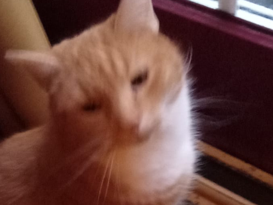 Kater Rossi is op zoek naar een gouden mandje