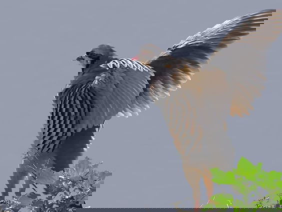 Gaat wielrensport boven zeldzame steenpatrijs?