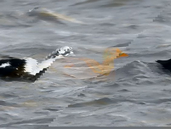 Vogelaars massaal naar extreem zeldzame brileider op Texel