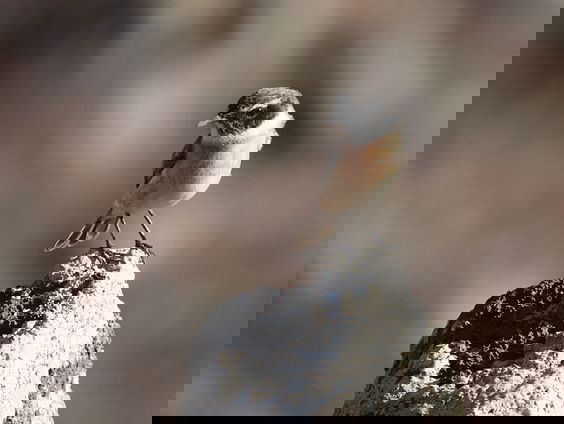 Kettingreactie 31 december 2024