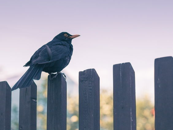 Kettingreactie 6 mei 2025