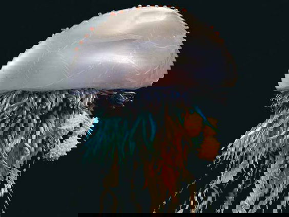 De unieke Blascka-modellen zijn kunst, geschiedenis én wetenschap in één