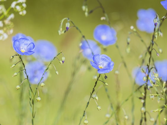 De comeback van vlas