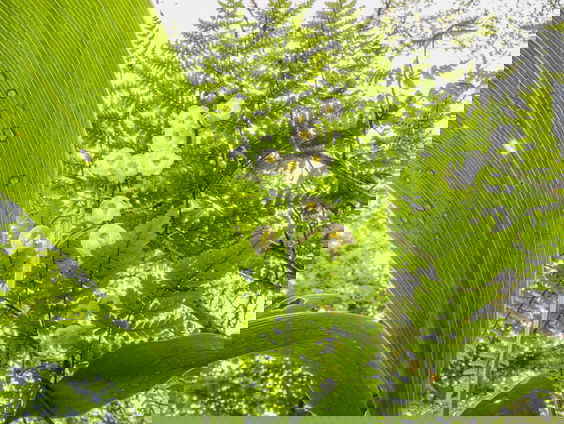 Het perspectief van een mier