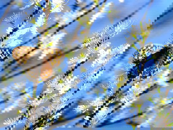 Bont zandoogje: een prachtige vlinder voor jouw tuin | Vlinderserie #4