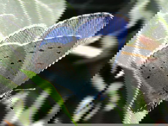 Boomblauwtje: de vliegensvlugge vlinder | Vlinderserie + Memory #7